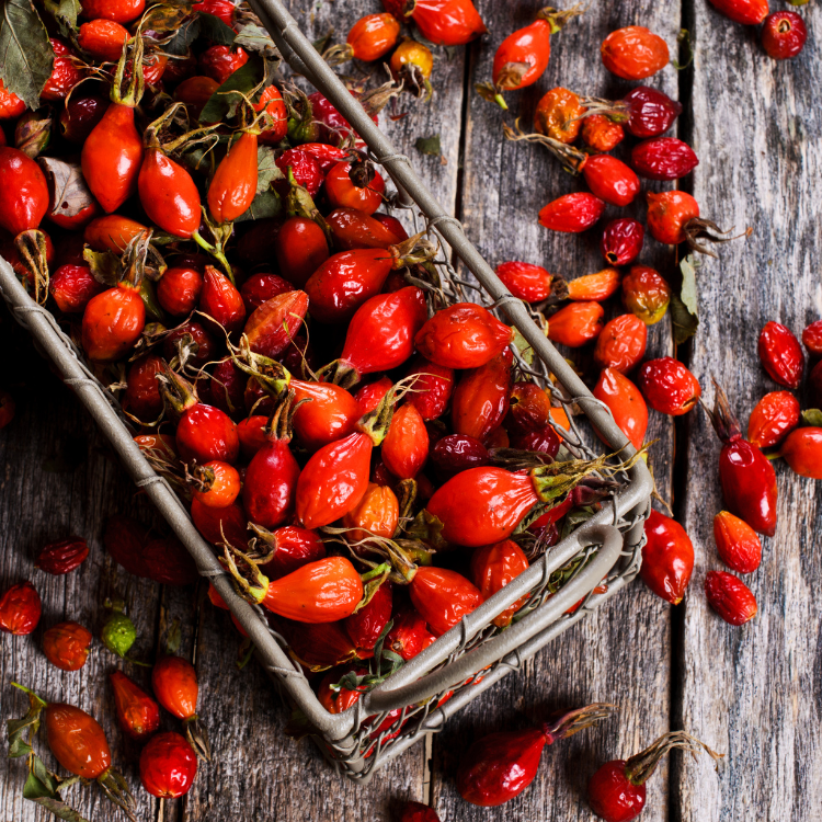 REGENERATE TALLOW LOTION