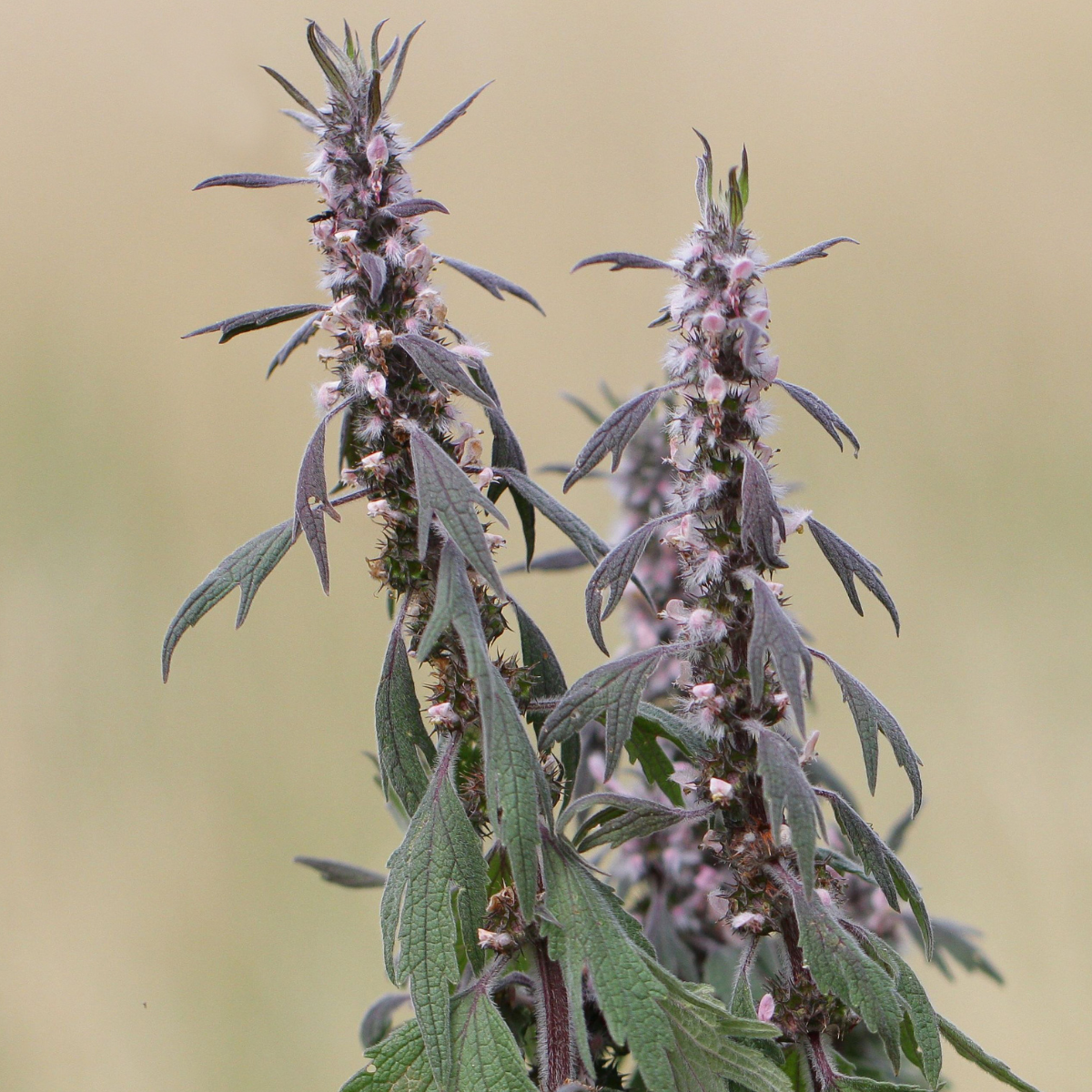 FEELING OVERWHELMED? Motherwort Tincture