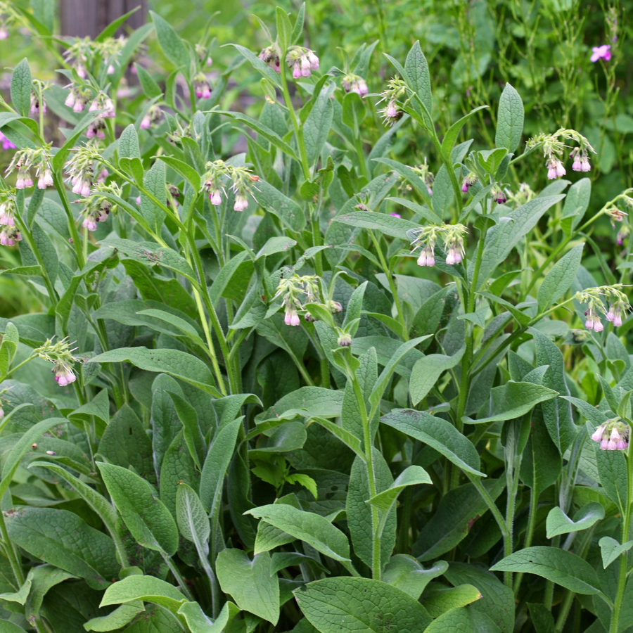 COMFREY LEAF OIL